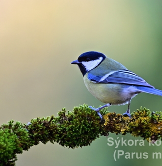 sýkora koňadra0607.JPG